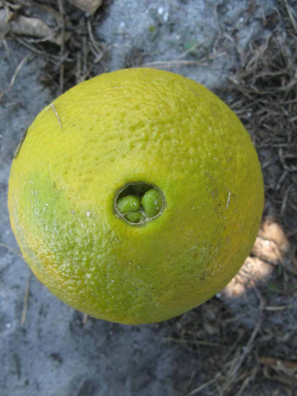            Fruit (Winter Haven, FL)   